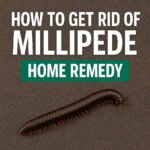 how to get rid of millipedes home remedy