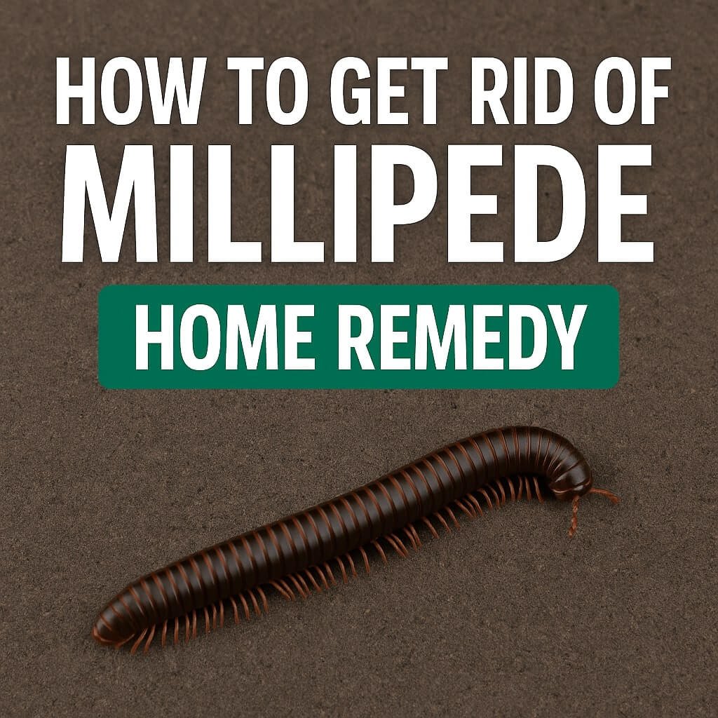 how to get rid of millipedes home remedy