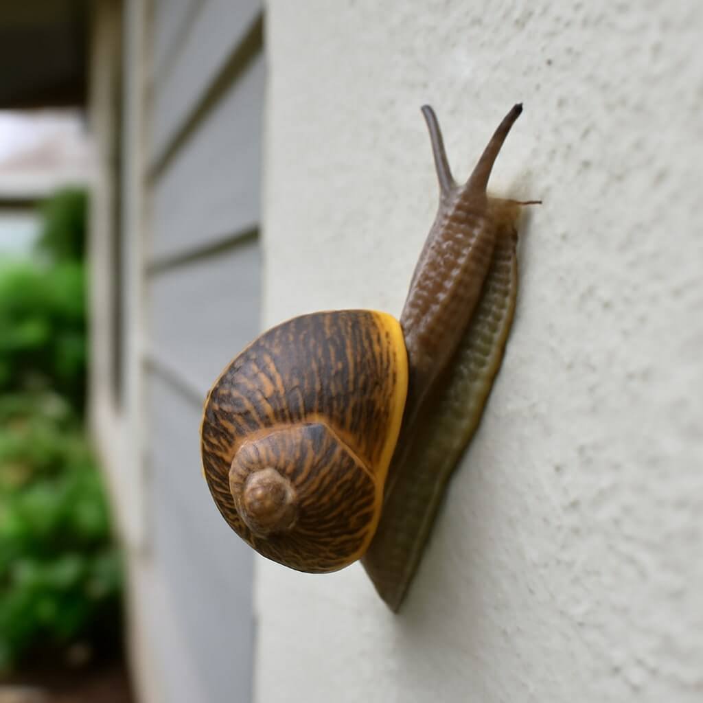 why do i have snails on my house